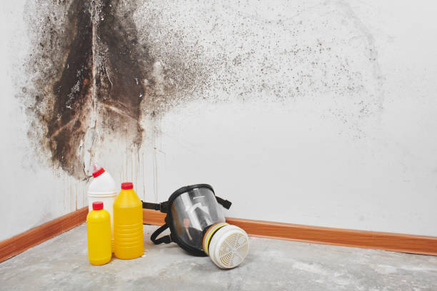 Why You Should Choose Our Mold Remediation Services in Oak Hills, CA